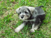 Miniatura Schnauzer