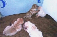 lindos filhotes de shar pei