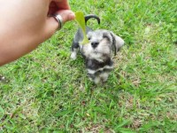 Miniatura Schnauzer