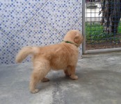 Filhotes de Golden Retriever