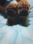 lindos filhotes de shar pei