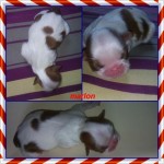 Filhotes de shih tzu disponivel para reserva