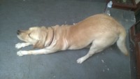 Doa-se Labrador em Guarulhos