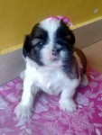 Shih Tzu Filhote Fêmea Vermelha com Branco