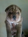 Lindos Filhotes de sharpei´s