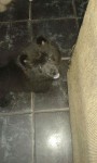 Vende-se Chow Chow