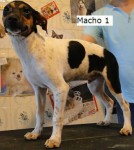 Terrier Brasileiro (Fox Paulistinha)