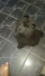 Vende-se Chow Chow