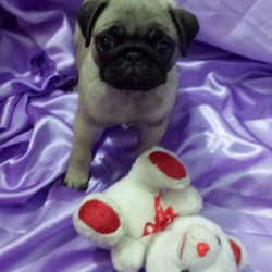 pug roxo