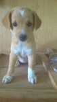 Doa-se filhotes de vira lata com poodle 3 meses