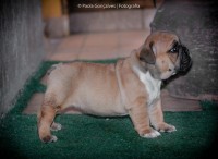 Filhotes de BERNESE MOUNTAIN DOG e BULLDOG INGLÊS