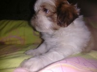 Lindos Machinhos Shih-Tzu