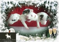 BULL TERRIER Inglês com pedigree