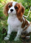 Aceito doação de cavalier king spaniel