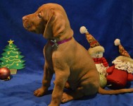 Magyar Vizsla – Braco Húngaro