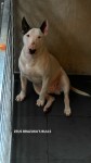 Filhotes de bull terrier linhagem de campeões