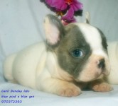 Bulldog frances exotico