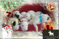 BULL TERRIER Inglês com pedigree