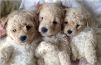 Filhotes de Poodle
