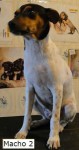 Terrier Brasileiro (Fox Paulistinha)