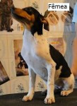 Terrier Brasileiro (Fox Paulistinha)