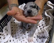 Dog alemão