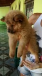 Vende-se Chow Chow