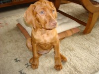 Magyar Vizsla – Braco Húngaro