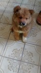 Vende-se Chow Chow