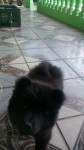 Vende-se Chow Chow