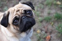 Pug para adotar