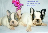 Bulldog frances exotico