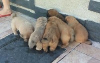Filhotes de Chow chow puros