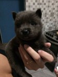 Filhote de Chow-Chow