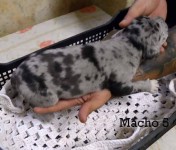 Dog alemão
