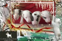 BULL TERRIER Inglês com pedigree