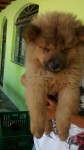 Vende-se Chow Chow