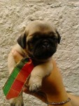 Filhotes de Pug – Oportunidade a pronta entrega