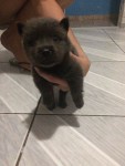 Filhote de Chow-Chow