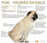 Filhotes de Pug – Oportunidade a pronta entrega