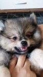 Spitz alemao Lindos filhotes