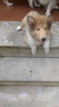 Filhotes de Collie á venda