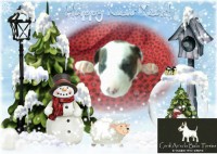 BULL TERRIER Inglês com pedigree