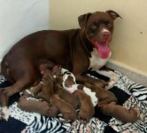 Venda de filhotes pitbull red nose