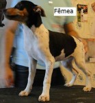 Terrier Brasileiro (Fox Paulistinha)