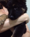 Doação de fêmea akita