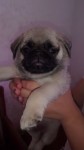 Pug e Shihtzu em promoção de natal