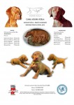Magyar Vizsla – Braco Húngaro