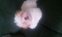 Vendo filhote de shih tzu macho