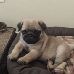 pug 1